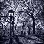 Central Park York Photo Black & White..