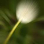 Abstract Photo, Dandelion Photo, Spring Time,..