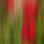 Abstract Photo Poppy Fine Art Red Green Print..