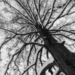 Tree Photo Black & White Abstract Fine..