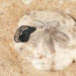 Beach Photo Fossil Sea Star Detail Urchin Close Up..