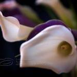 Calla Lily Photo, Flower Photo, Purple, White,..