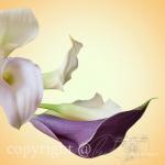 Flower Photo, Calla Lily Photo, Purple White..