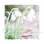 Flower Photo, Snowdrops, Dreamy White Spring..