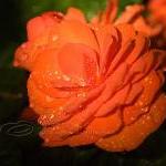 Flower Photo, Begonia Photo, Raindrops Photo,..