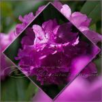 Flower Photo, Spring Time, Purple Photo, Pink..