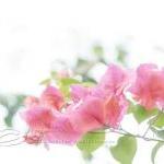 Flower Photo, Bougainvillea Pink White Light..
