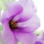 Flower Photo, Macro Photo, Purple Dreaming, Spring..