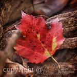 Season Photo, Fall Photo, Red Leaf, Warm Colors,..