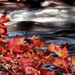 Season Photo Fall Photo Artistic Photo Warm Colors..