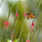 Butterfly Photo, Nursery Art, Flower Photo, Green,..