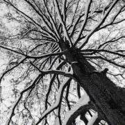 Tree Photo black & white abstract fine art print top 8x10&quot;