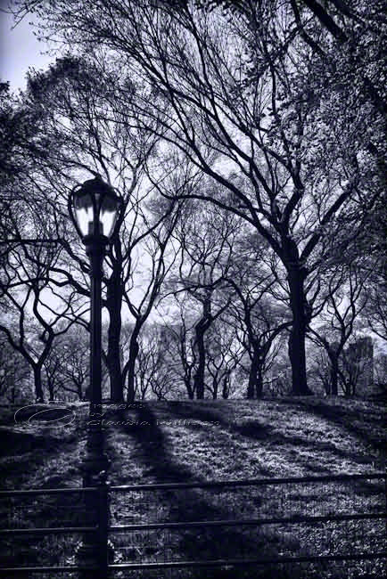 Central Park York Photo Black & White Architecture 8x12" Print