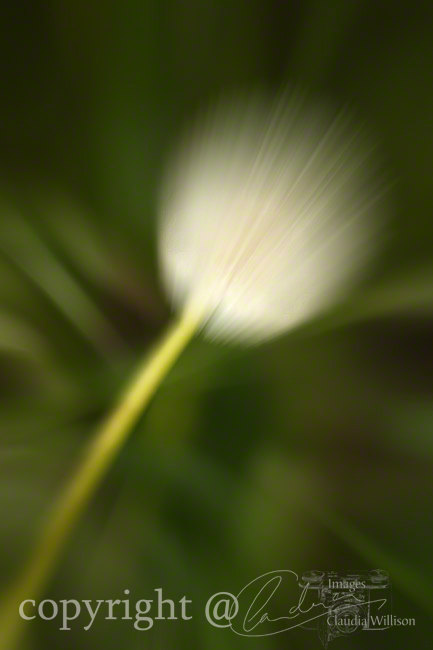 Abstract Photo, Dandelion Photo, Spring Time, Green White, 12x18" Print