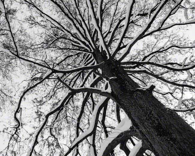 Tree Photo Black & White Abstract Fine Art Print Top 8x10"