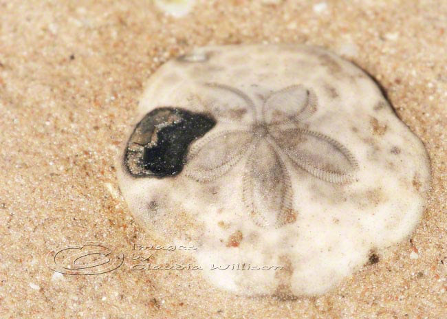 Beach Photo Fossil Sea Star Detail Urchin Close Up Sand 5x7" Print