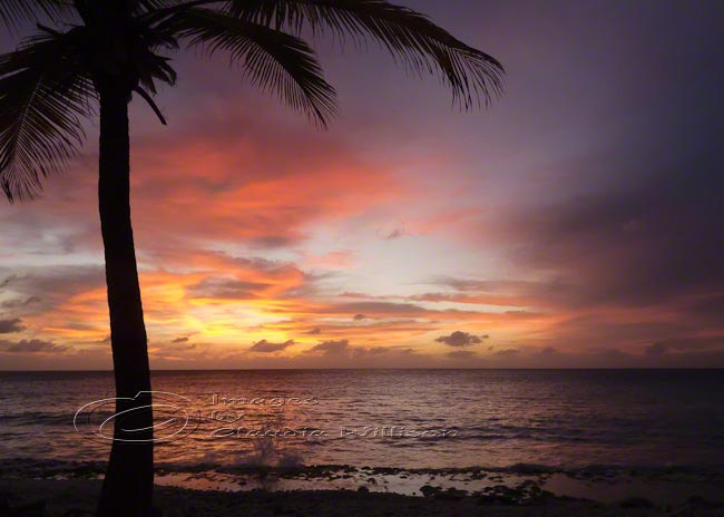 Sunset Photo Ocean Palm Tree Clouds Purple Orange Print 5x7"