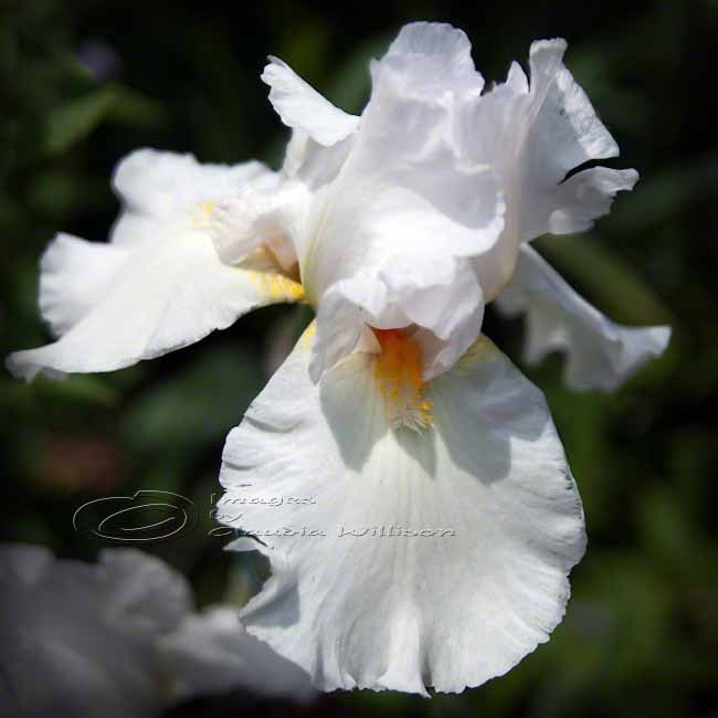 Flower Photo, Iris Photo, Macro Photo, White Dream, 10x10"