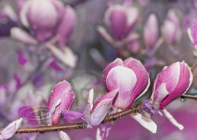 Flower Photo, Spring Photo, Spring Time, Magnolia Photo, Purple 5x7"