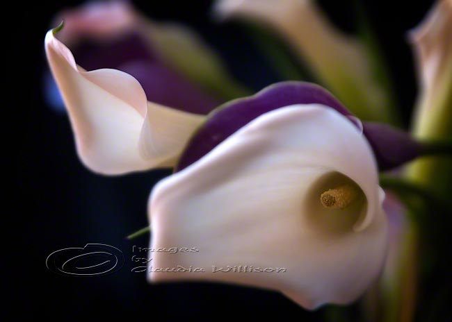 Calla Lily Photo, Flower Photo, Purple, White, 5x7" Print