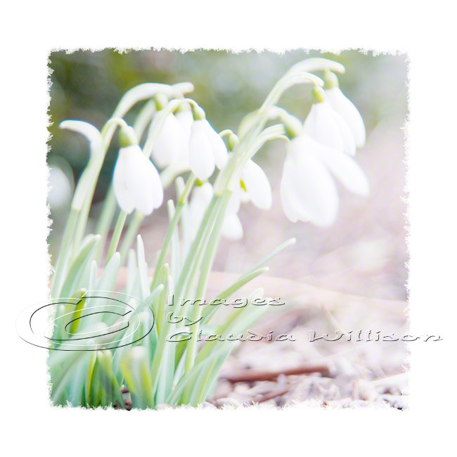 Flower Photo, Snowdrops, Dreamy White Spring Photo, Easter, 8x8" Print