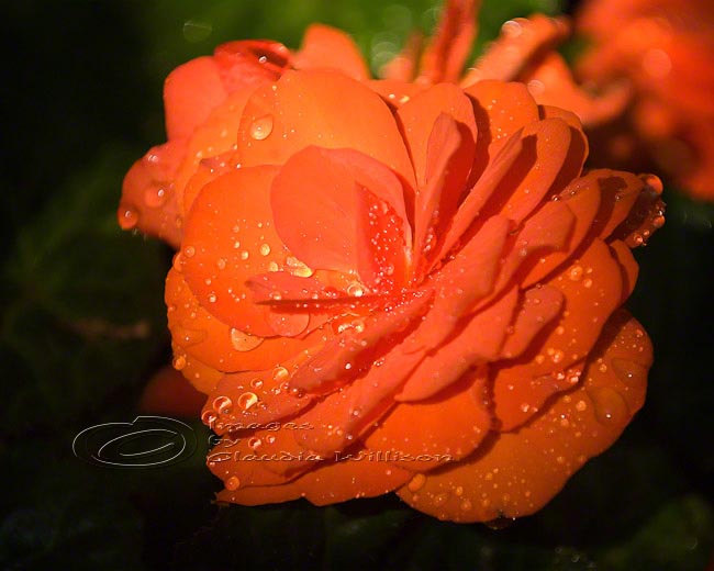 Flower Photo, Begonia Photo, Raindrops Photo, Orange 8x10" Print