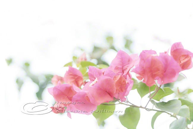Flower Photo, Bougainvillea Pink White Light Dreaming, 5x7"