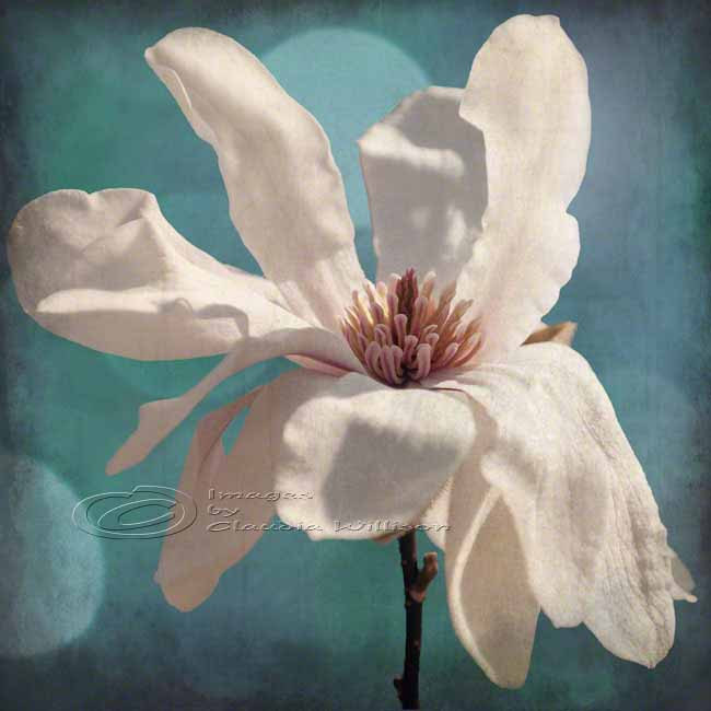 Flower Photo Home Decor White Magnolia Spring Fine Art, 12x12" Print