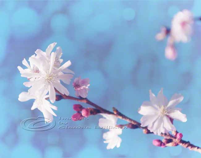 Spring Photo Home Decor White Blossom Pink Dream Fine Art 11x14" Print