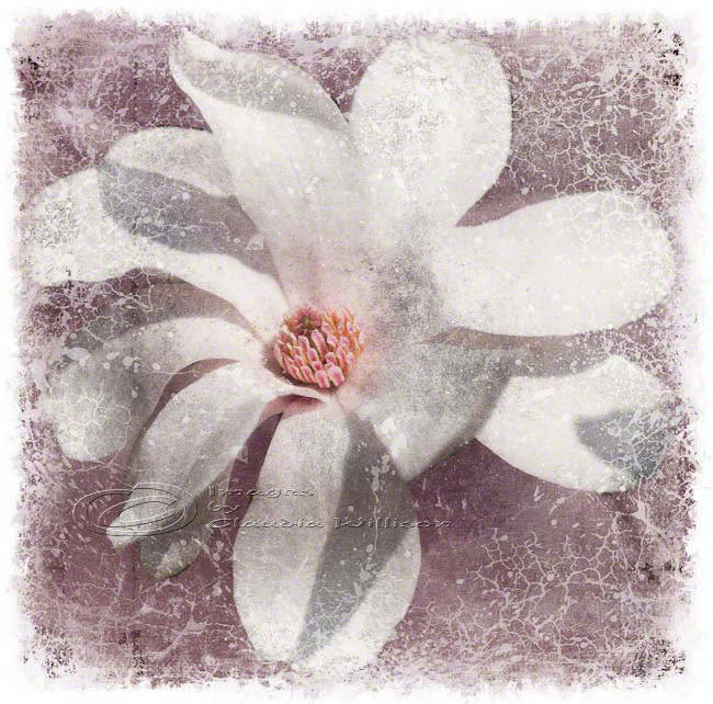 White Magnolia Flower Photo Home Decor Spring Fine Art, 10x10" Print