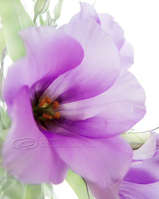 Flower Photo, Macro Photo, Purple Dreaming, Spring Time, Bloom 8 X10"