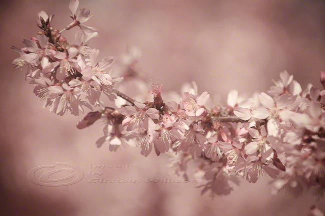 Spring Photo Cherry Blossoms Home Decor Pale Pink 8x12" Print