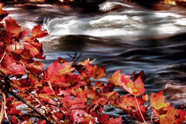 Season Photo Fall Photo Artistic Photo Warm Colors River 8x12"