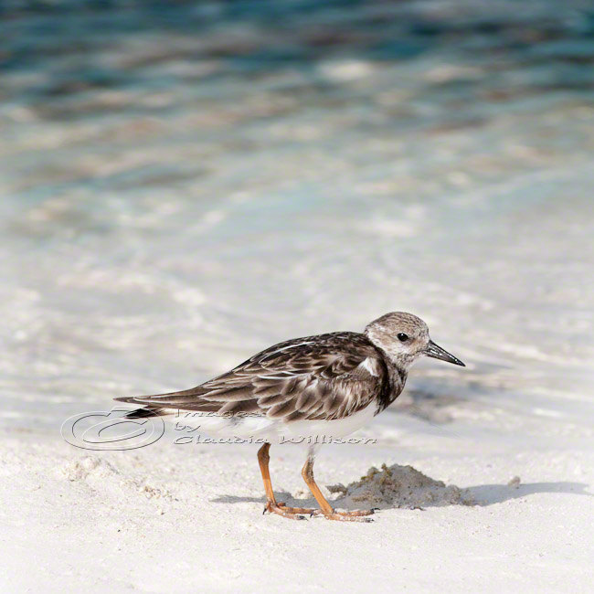 Beach Photo Lonely Bird Ocean Cute Close-up Teal 10x10" Print