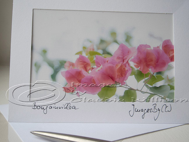 Greeting Photo Card Pink Flower Photo Fine Art Card 5x7"