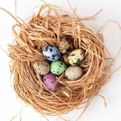 Easter Photo Eggs Nest Hom..