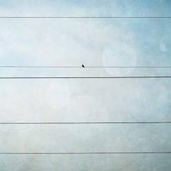 Bird On Wire Photo Grunge ..